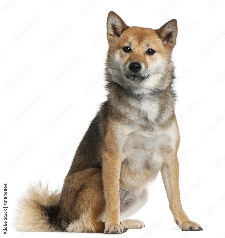 Shiba Inu, 1 year old, sitting in front of white background