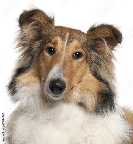 Close-up of Scotch Collie, 9 months old, © Eric Isselée