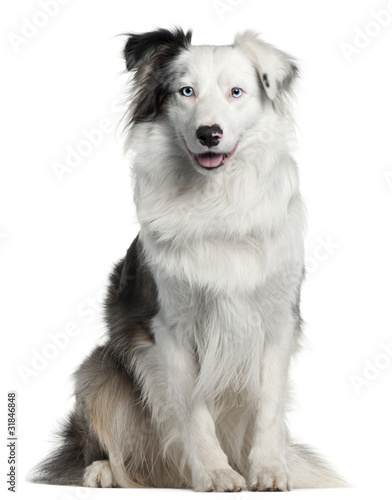 Foto Border Collie, 2 years old,