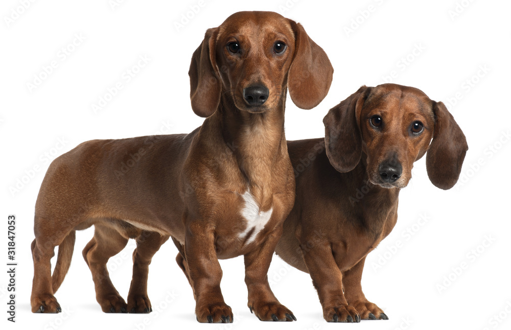 Dachshunds, 4 years old and 7 months old,