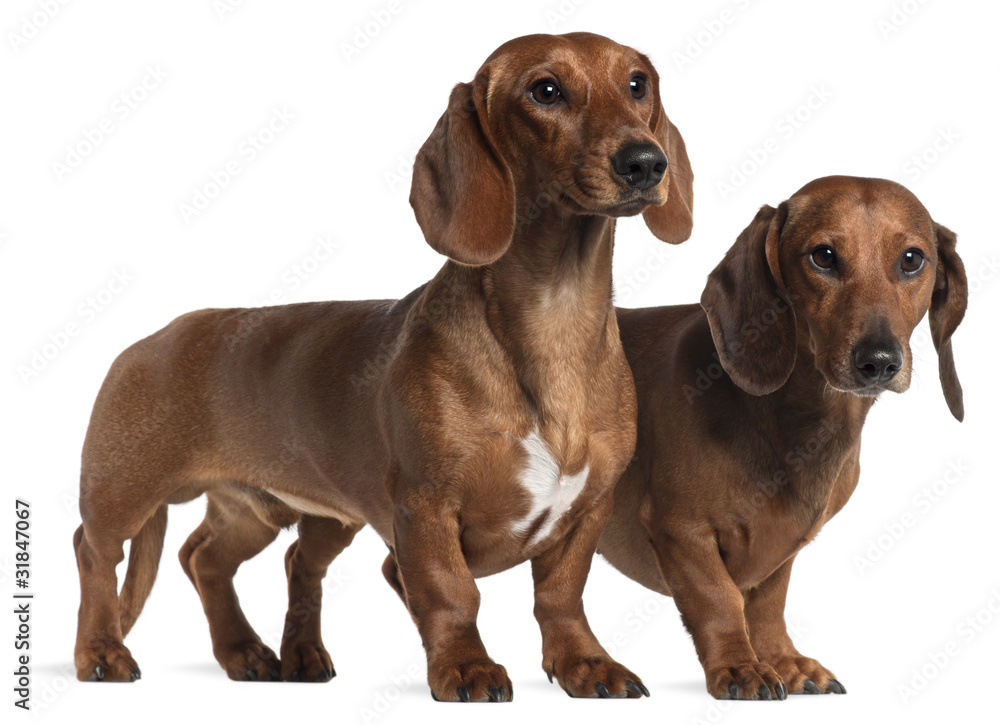 Dachshunds, 4 years old and 7 months old,