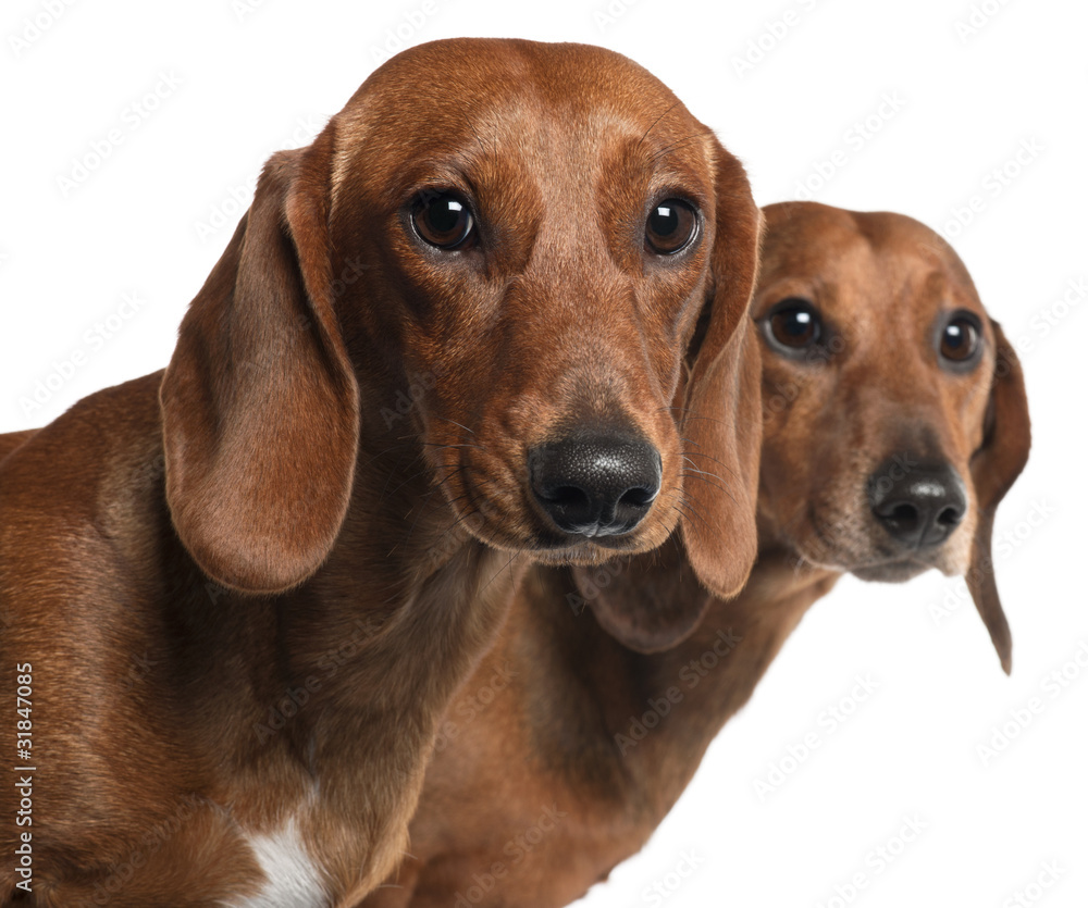 Close-up of Dachshunds, 4 years old and 7 months old,