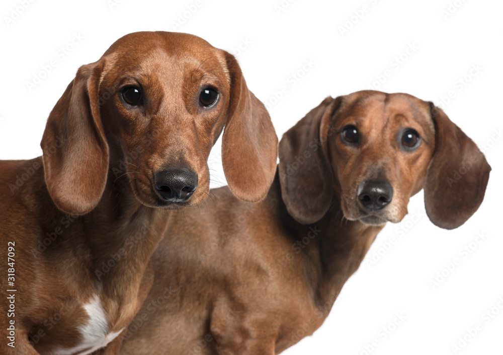 Close-up of Dachshunds, 4 years old and 7 months old,