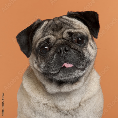 Close-up of Pug, 2 and a half years old, © Eric Isselée