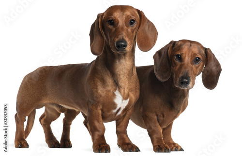 Dachshunds  4 years old and 7 months old 