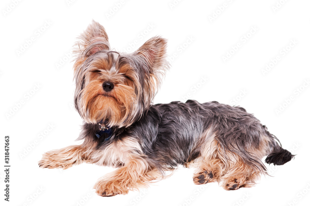 yorkshire terrier