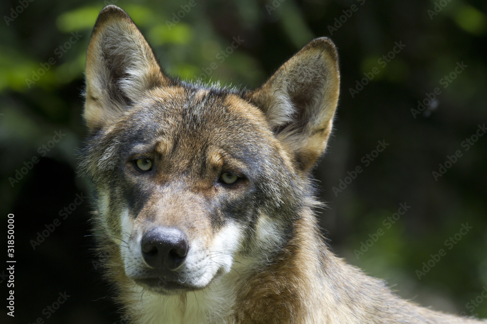 portrait of young wolf