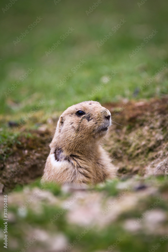 Fototapeta premium very cute black tailed prairie dog