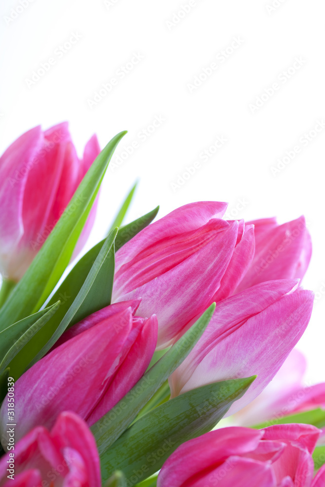 Pink tulips Pink tulips