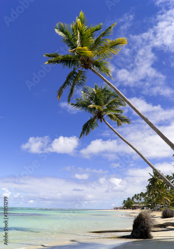 Wild caribbean beach. Samana. Dominican republic © dikoz