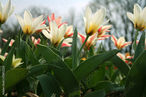 Tulips