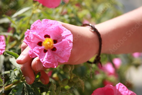 ciste, cistus crispus photo