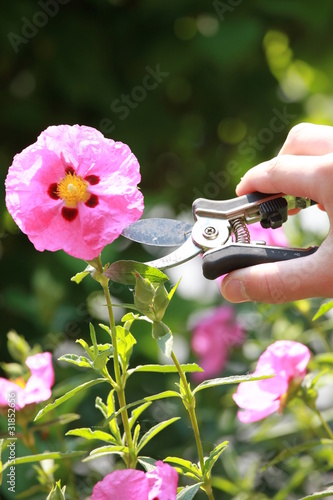 ciste, cistus crispus photo