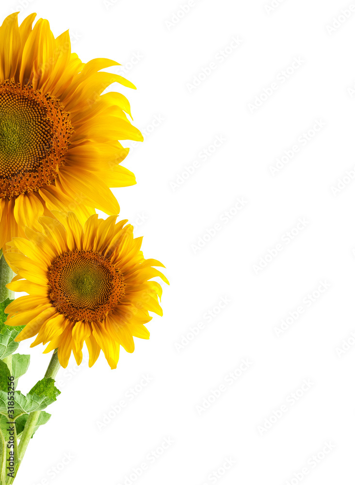 Obraz premium The beautiful sunflower