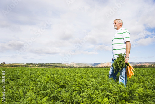 Carrot farmer in a carrot field on a farm