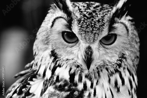 Close up portrait of Eurasian Eagle-owl #31853843