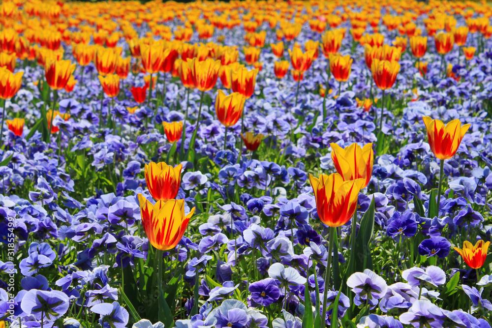Tulpen Tulpen
