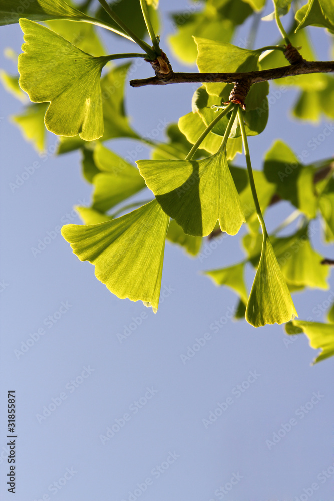 Obraz premium Ginkgoleaves, alternative medicine