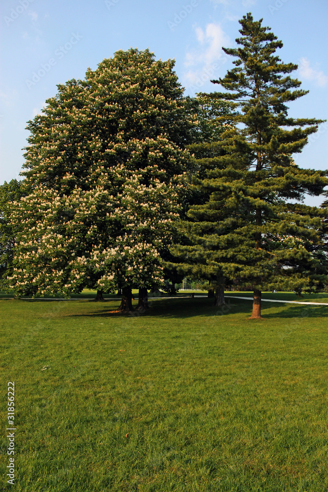 Fototapeta premium Arbres