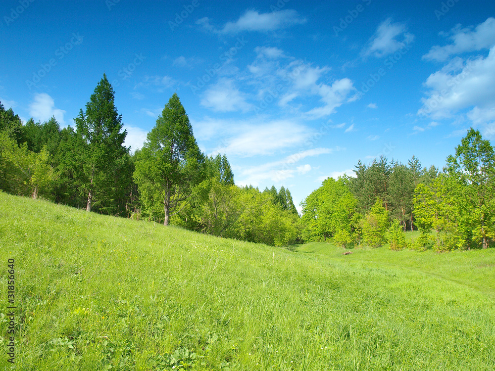 Summer landscape with forest Summer landscape with forest