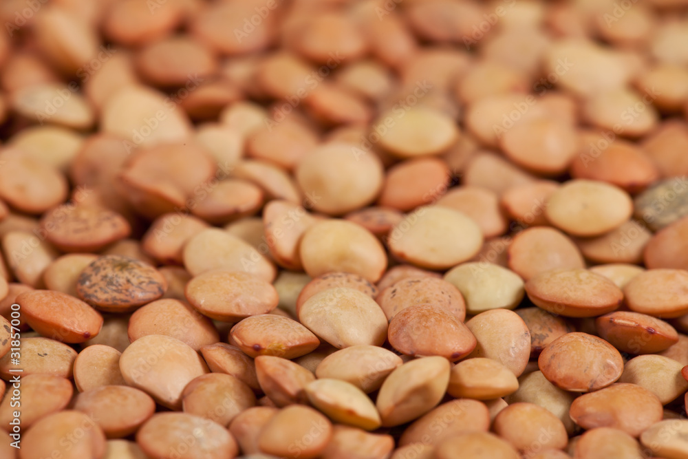 Macro of lentil pulse nut (lens culinaris) - side view Macro of lentil pulse nut (lens culinaris) - side view
