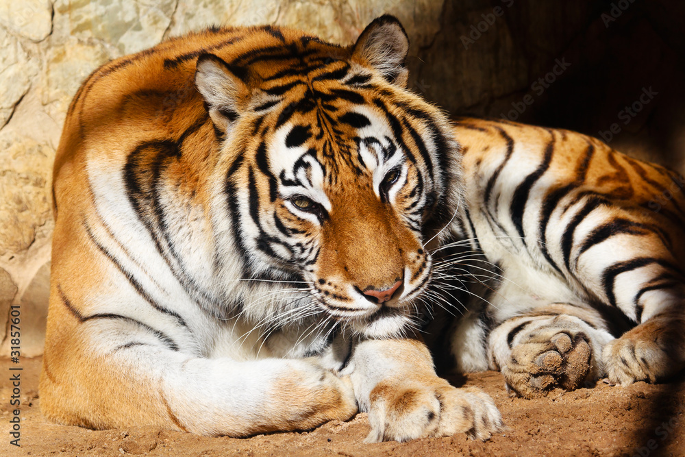 Bengal tiger Bengal tiger