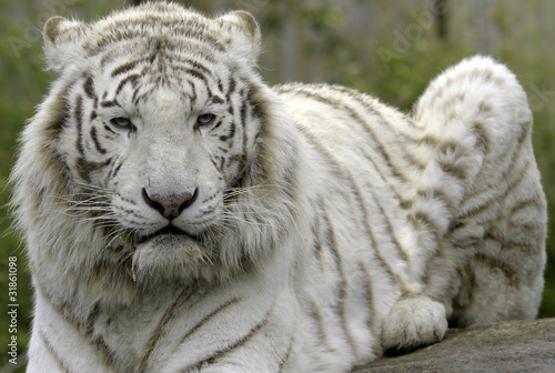 tigre blanc photo