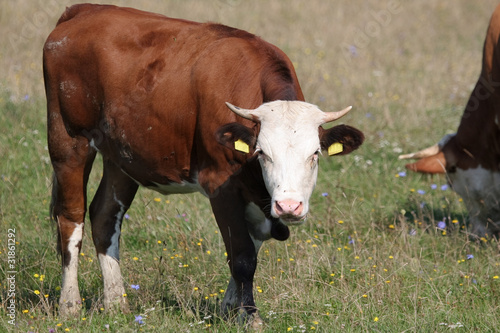 Brown with white head cow © Goran Jakus