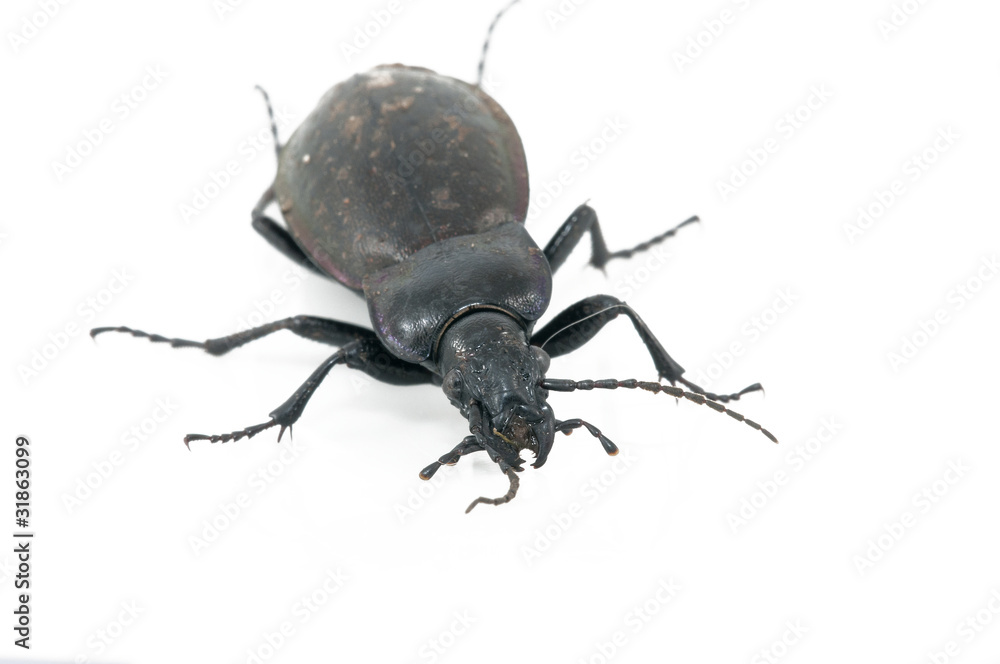 Beetle Beetle