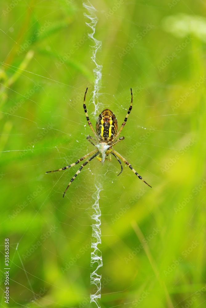 spider spider