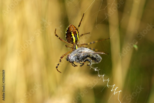 spider photo