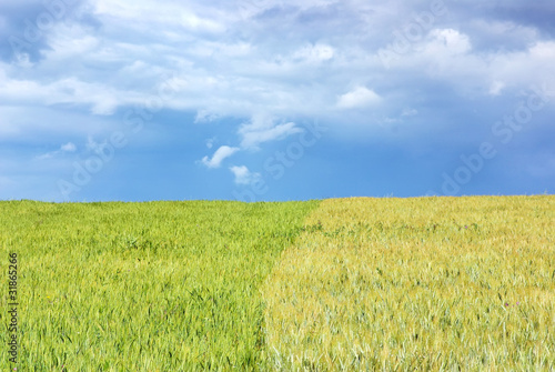 Green wheat field background.