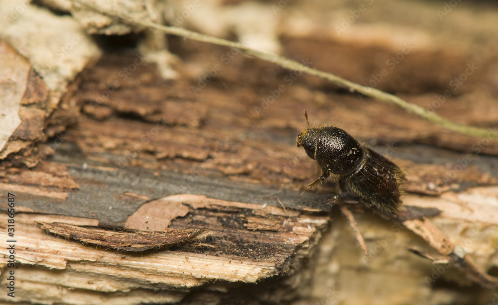 Ips typographus