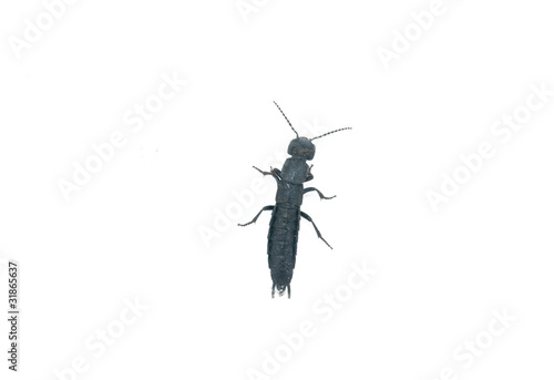 Photos Beetle