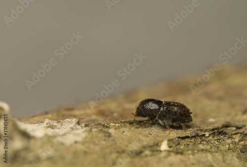 Canvas Print Ips typographus