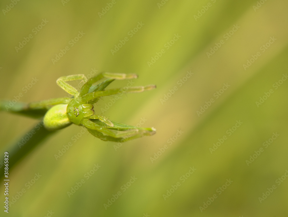 Micrommata virescens Micrommata virescens