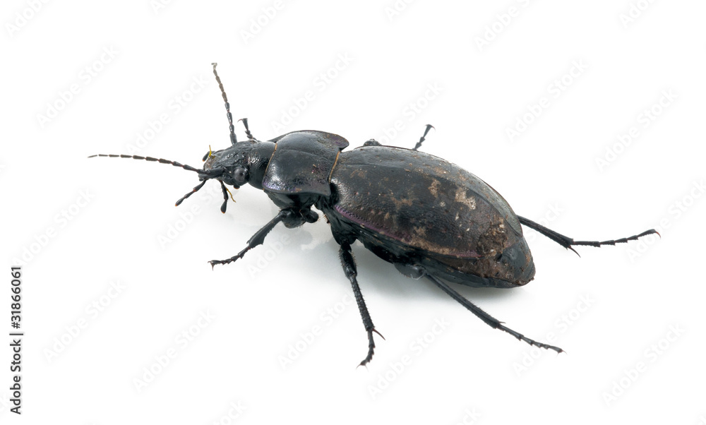 Beetle Beetle