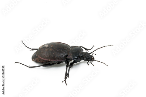 Beetle © Zbyszek Nowak