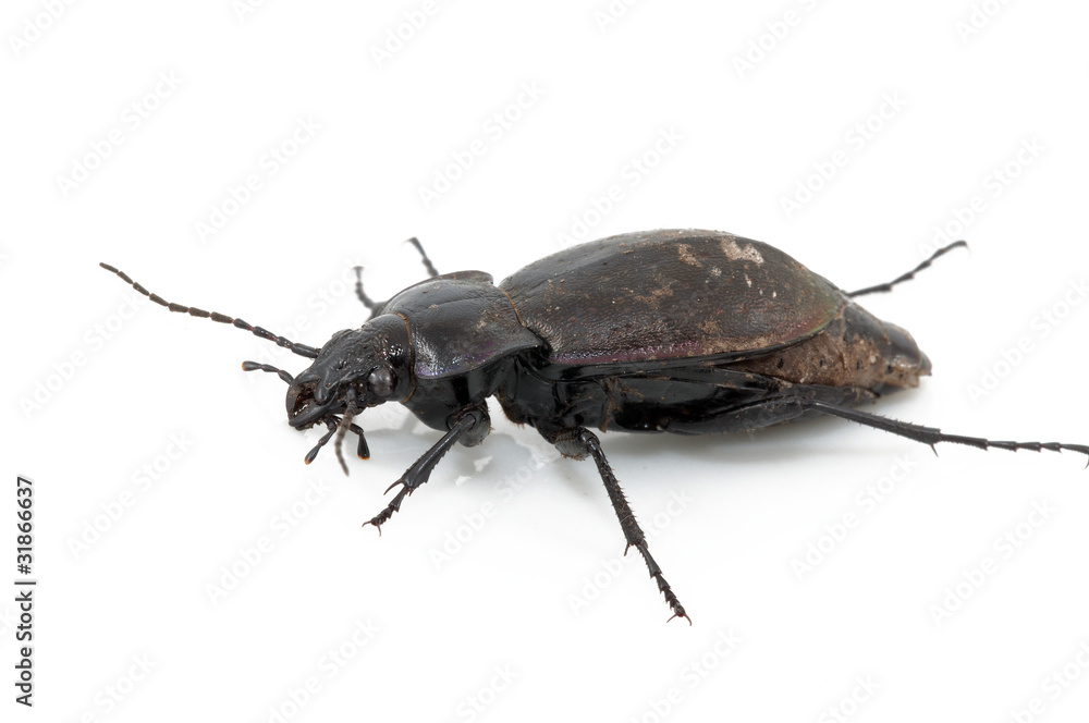 Beetle Beetle