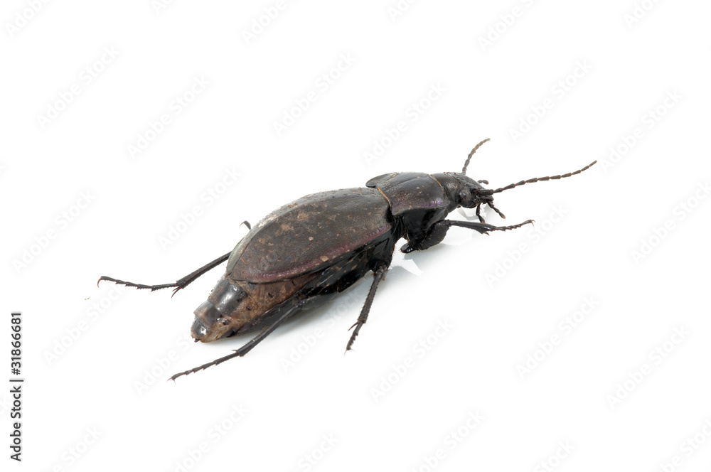 Beetle Beetle