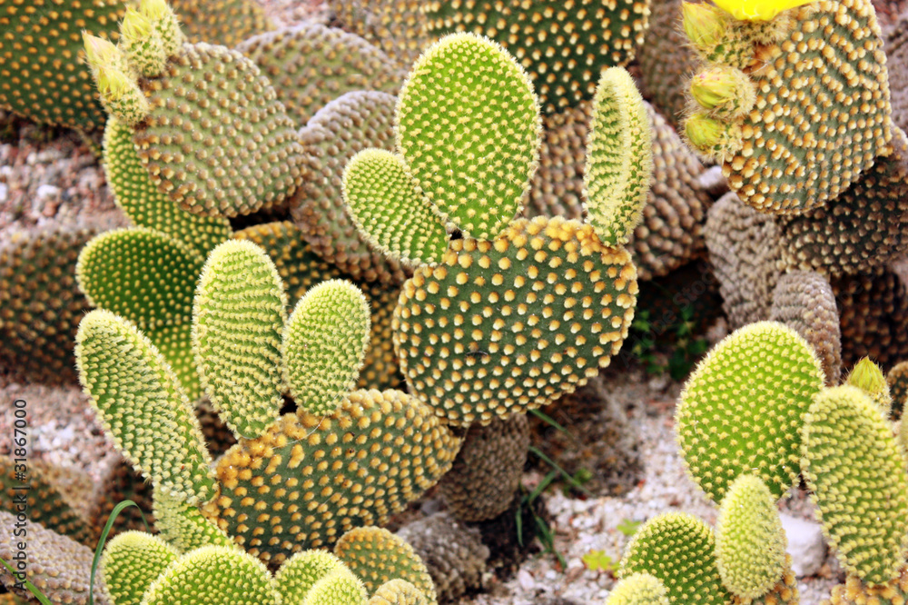 Cactus Opuntia microdasys Cactus Opuntia microdasys