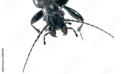 Beetle photo