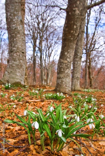 snowdrops in a spring forest