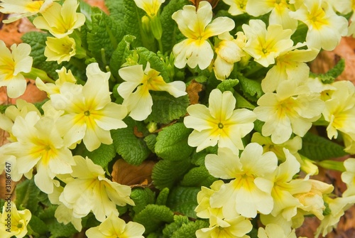 yellow spring flowers background