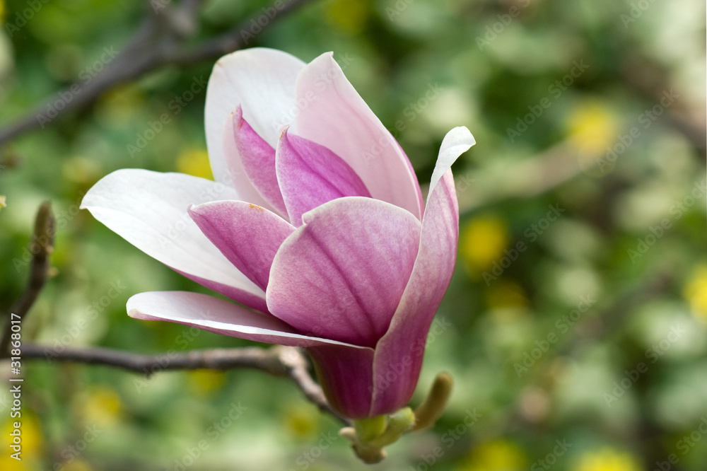 Fototapeta premium Magnolia