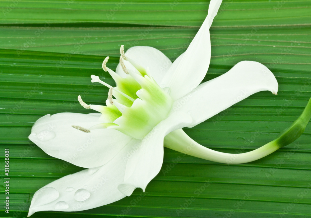 fleur blanche du lys de la Vierge sur feuille de palmier Stock Photo |  Adobe Stock