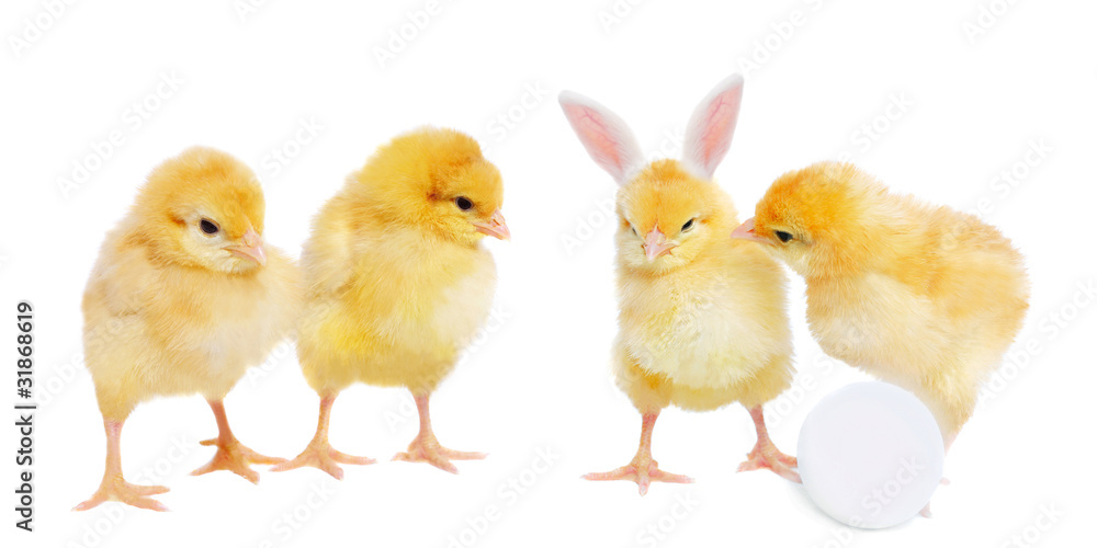 pretty chickens with egg and bizarre bunny pretty chickens with egg and bizarre bunny