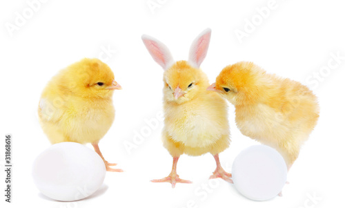 pretty chickens with eggs and bizarre bunny