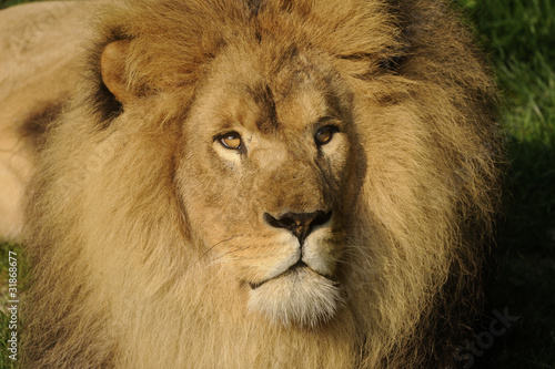 portrait de lion gros plan