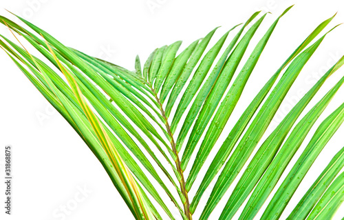 palme verte sur fond blanc